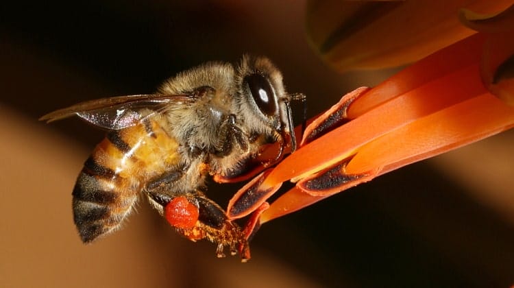 Africanized Bees 101 What Turned Honey Bees Into Killers