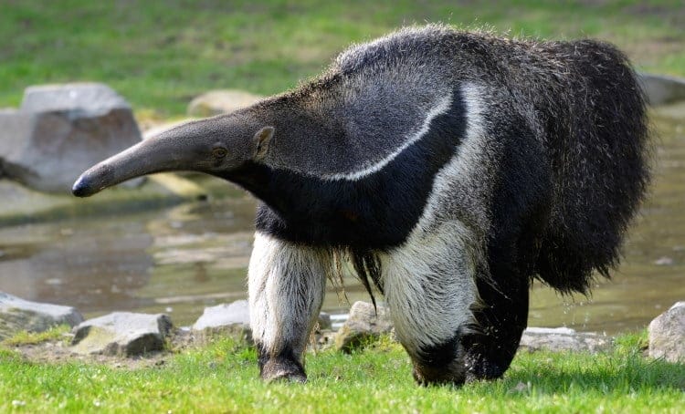 giant anteater fact