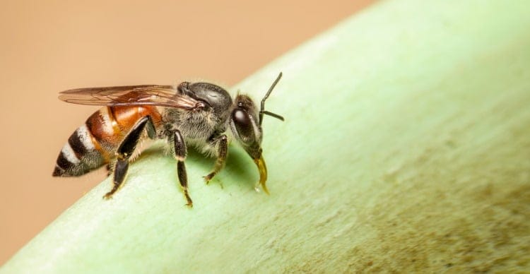honey bee Apis florea