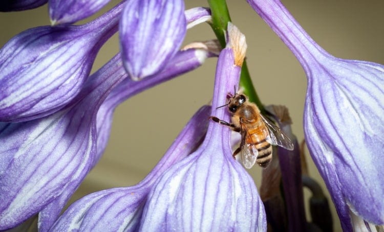 nectar theft