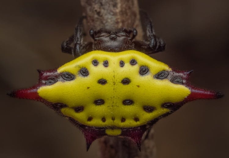 Arachnida Araneae Gasteracantha sp.