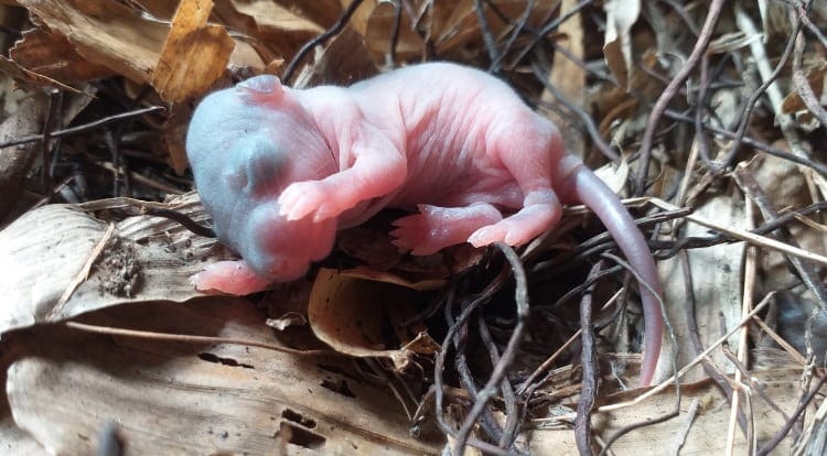baby rat born eyes closed