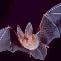 A Bat In Flight
