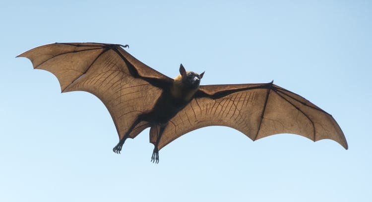 bat flying through sky
