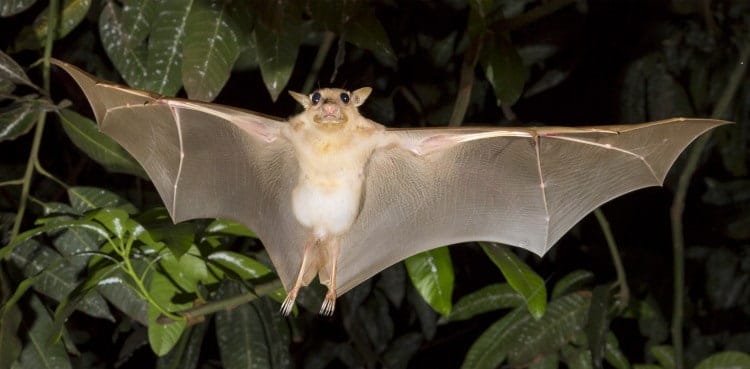 bat in flight at night