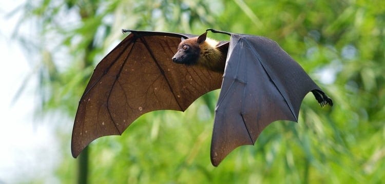 flying fox