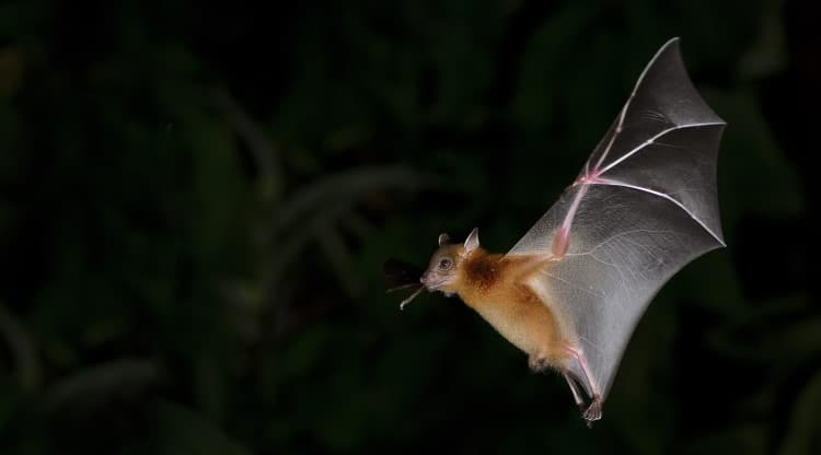 fruit bat flight at night