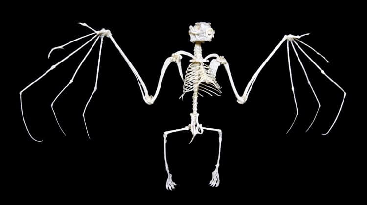 bat anatomy skeleton feature