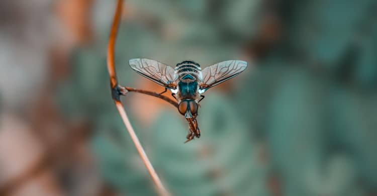 Bombyliidae Villa cingulata
