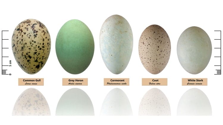 different kinds of bird eggs