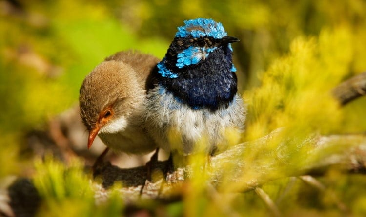 extra pair copulations in fairy wrens