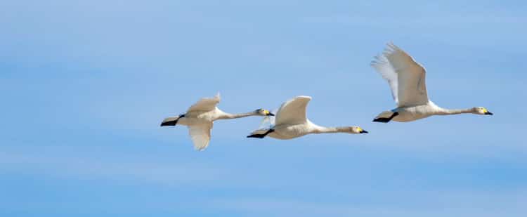 swans migrating