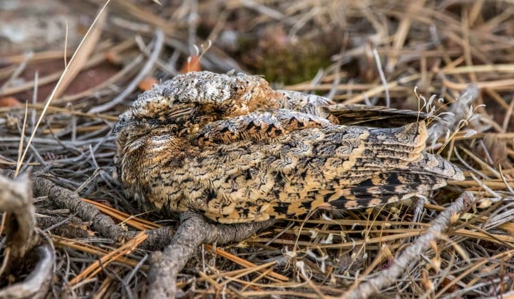 hibernating bird