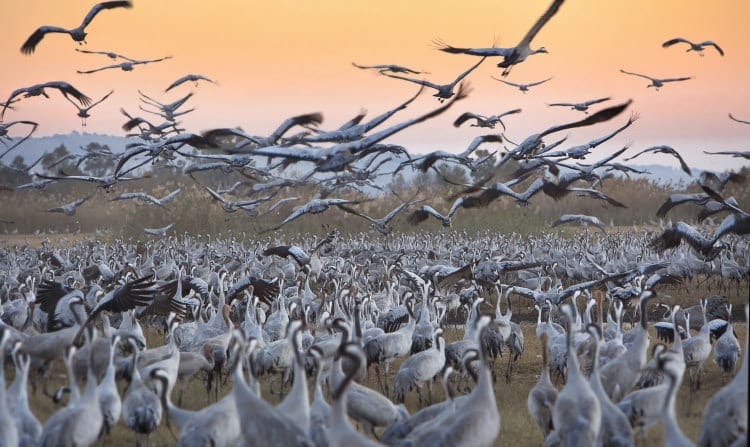 crane birds migration