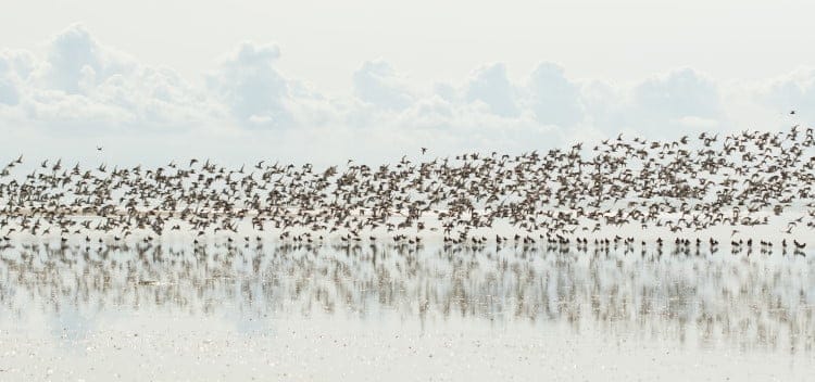 Wader birds migrating south