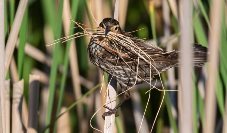 blackbird female builds birds nest