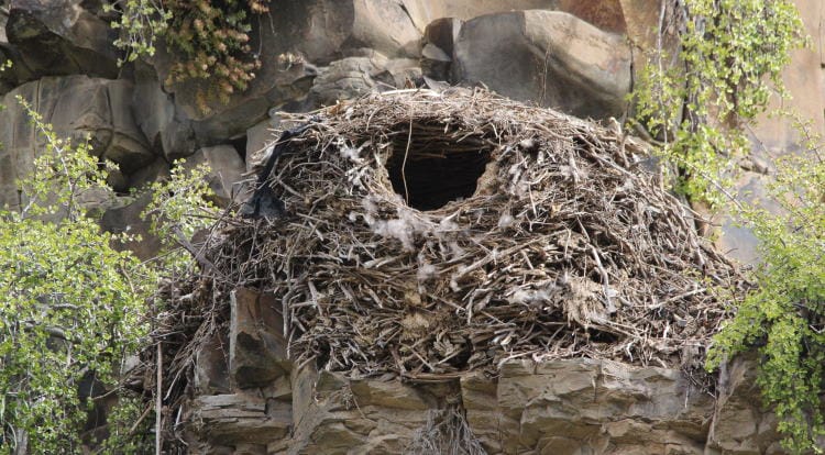 domed birds nest