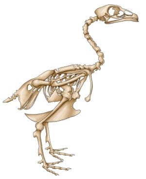 bird skeleton image