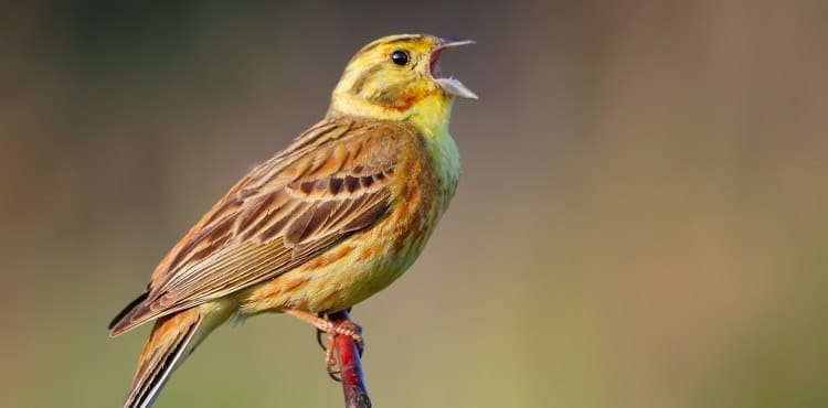 Yellowhammer bird song