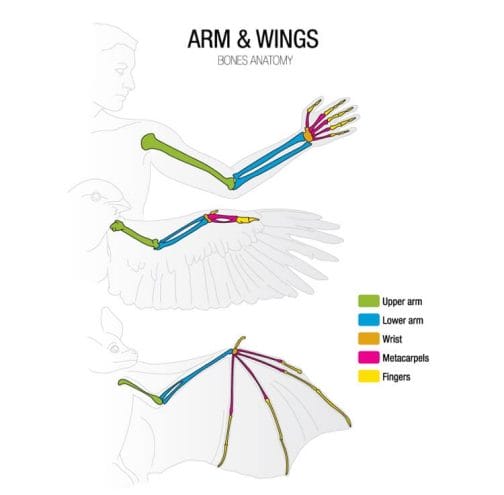 Bird Anatomy: Complete Guide - Including Feet, Skeleton & Wings