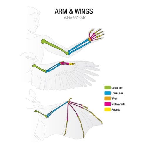 bird wing anatomy