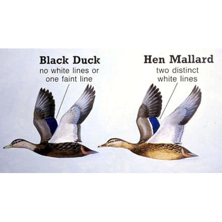 American Black Ducks