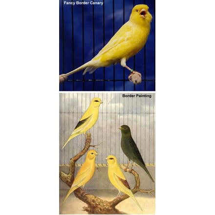 sb canary