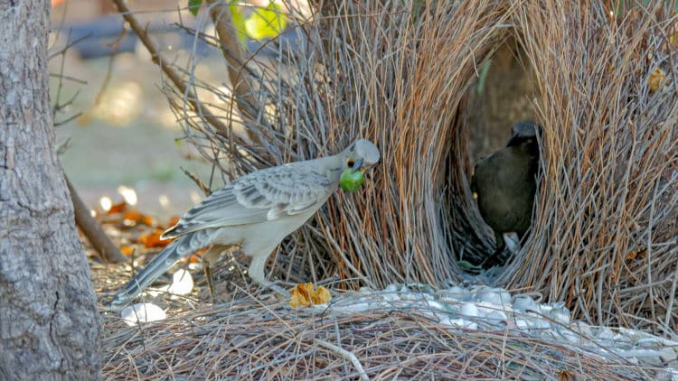 bower nest