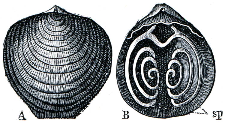 Brachiopod Atypa reticularis shell 