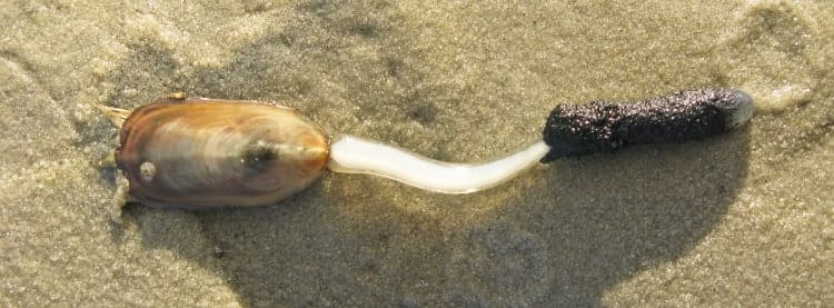 lingula anatina