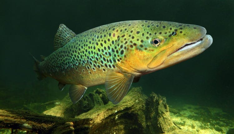 brown trout fish movement