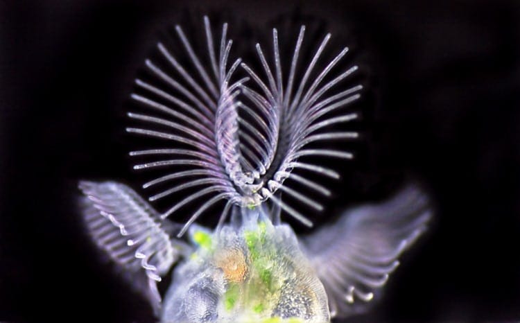 Bryozoa Cristatella mucedo
