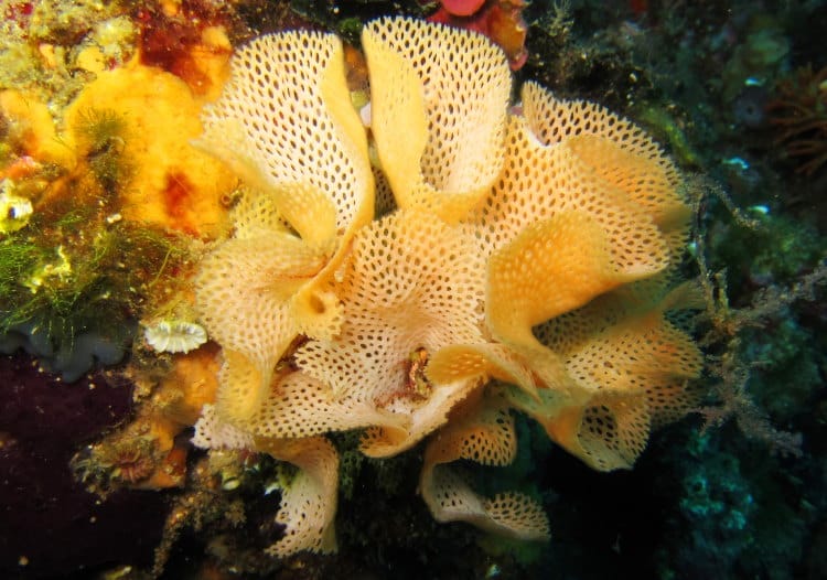 Phidoloporidae Reteporella grimaldii