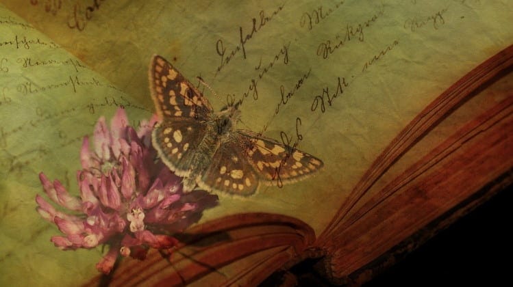 butterfly on book