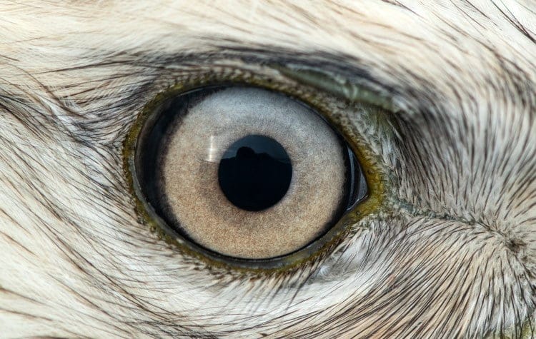 buzzard eye