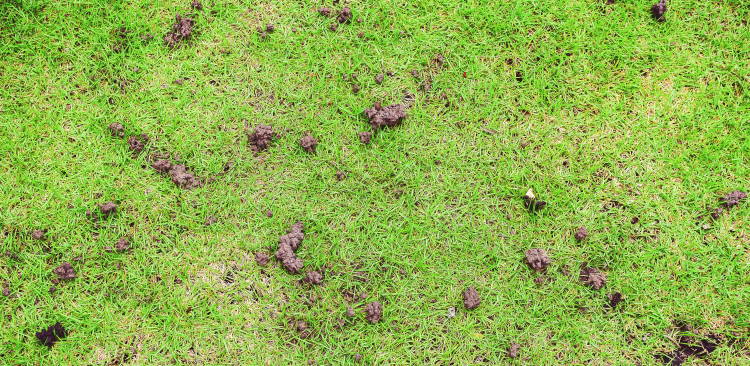 earthworm castings