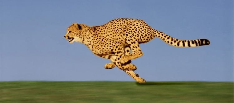 fastest mammal cheetah running