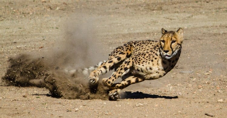 cheetah family felidae