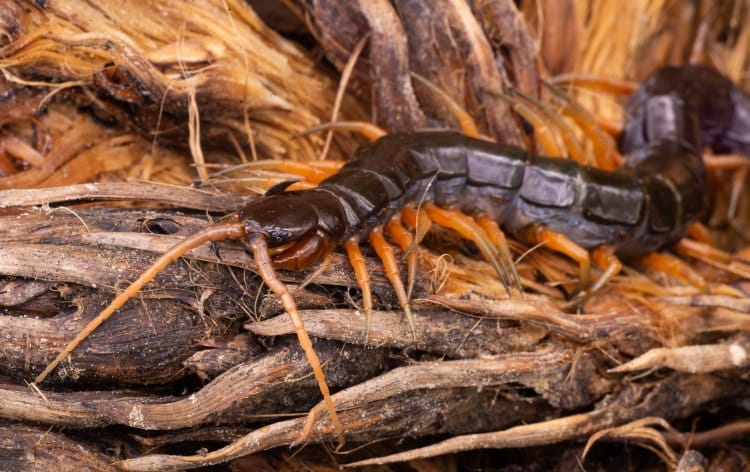 North Borneo centipede