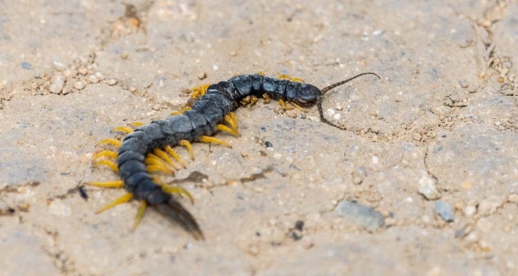 Common Desert Centipede