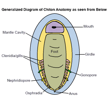 chiton anatomy diagram