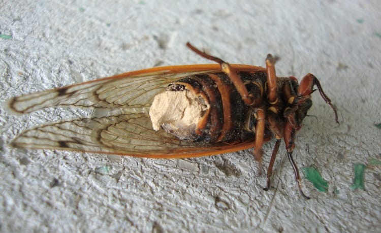 Massospora cicadina infection