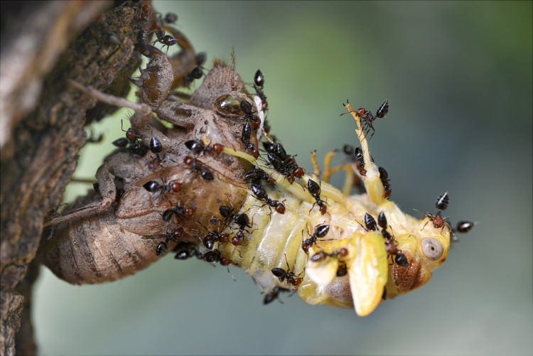 Lyristes plebeja cicada attacked by ants
