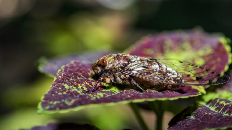 Cicadidae Pomponia imperatoria