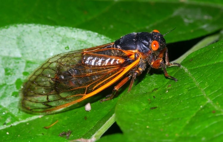 periodical cicada Magicicada septendecim
