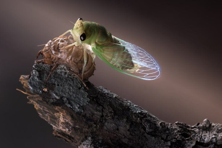 Cicadidae metamorphosis final moult