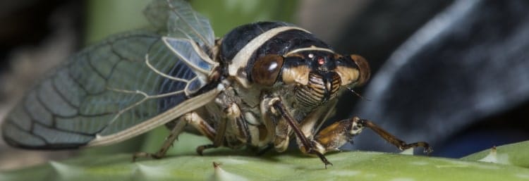Diceroprocta apache family Cicadidae