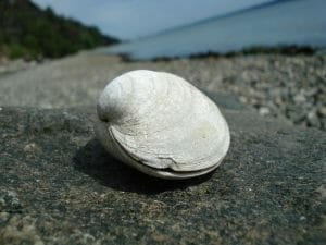 A Stranded Clam