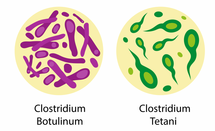 clostridium bacteria