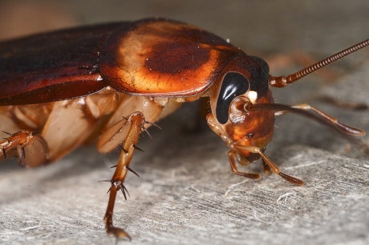 Periplaneta americana